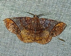 Thysanopyga abdominaria