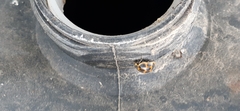 Epilachna paenulata