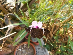 Celaenorrhinus stallingsi