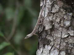 Anolis ustus