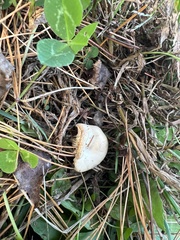 Cuphophyllus pratensis