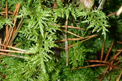 Hylocomium splendens