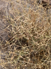 Pelargonium dolomiticum