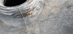 Epilachna paenulata