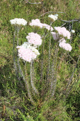 Pseudoselago spuria