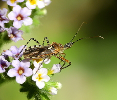 Cosmoclopius nigroannulatus