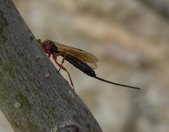 Pimplinae