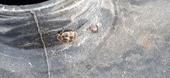 Epilachna paenulata