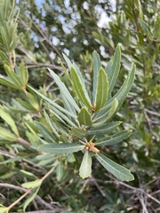 Brabejum stellatifolium