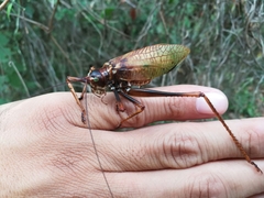 Pterophylla beltrani