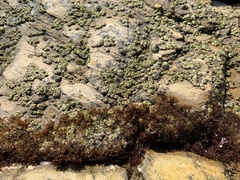 Balanomorpha