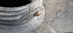 Epilachna paenulata