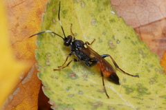 Ichneumon