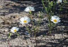 Layia glandulosa