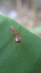 Myrmarachne ichneumon