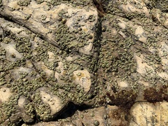 Balanomorpha