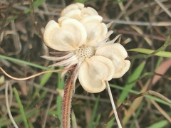Dimorphotheca nudicaulis