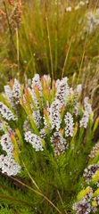 Spatalla mollis