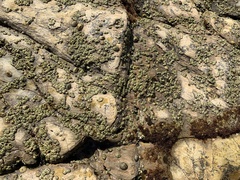 Balanomorpha