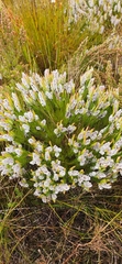 Spatalla mollis