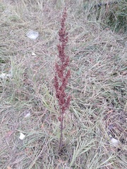 Rumex pseudonatronatus