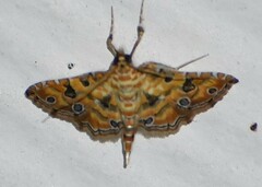 Ommatospila narcaeusalis