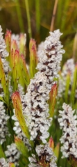 Spatalla mollis
