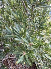 Brabejum stellatifolium