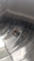 Platycryptus californicus