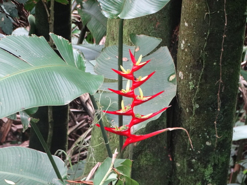 Image of Heliconia farinosa by (c) Pedro Henrique Maloso Ramos, some rights reserved (CC BY)