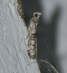 Zamagiria australella
