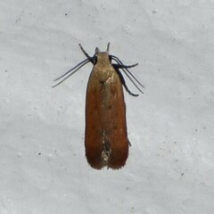 Anacampsis fullonella