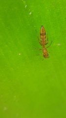 Myrmarachne ichneumon