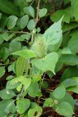 Acalypha alopecuroidea
