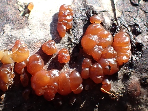 Myxarium nucleatum nuotrauka