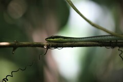 Dendrelaphis calligaster