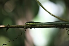 Dendrelaphis calligaster