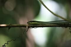 Dendrelaphis calligaster