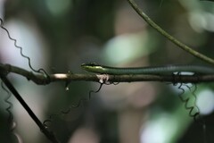 Dendrelaphis calligaster