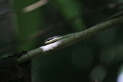 Dendrelaphis calligaster