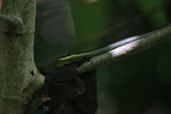 Dendrelaphis calligaster