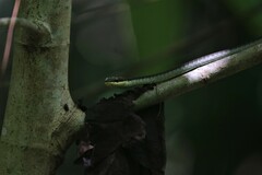 Dendrelaphis calligaster