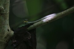 Dendrelaphis calligaster