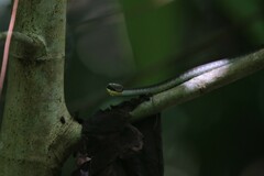 Dendrelaphis calligaster