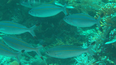 Pterocaesio digramma