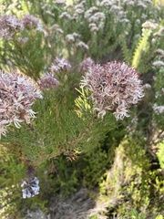 Serruria ascendens
