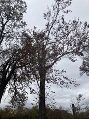 Platanus occidentalis