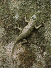 Sceloporus lundelli