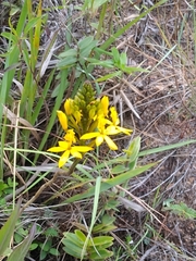 Epidendrum melinanthum