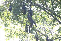 Pteropus conspicillatus